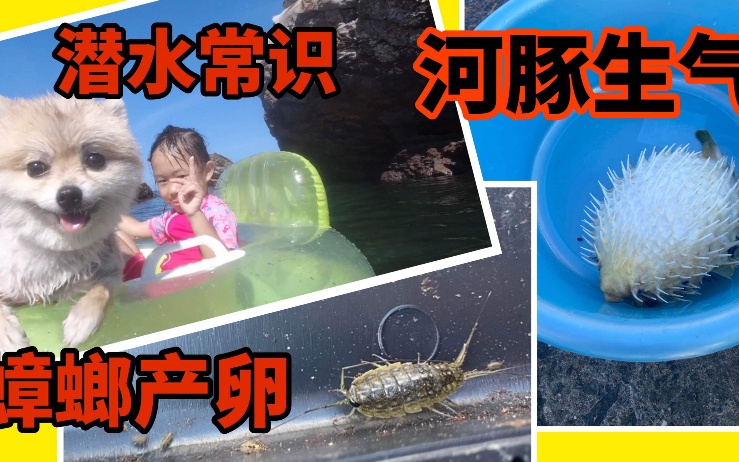 找个野生海边下海看河豚生气海蟑螂产卵