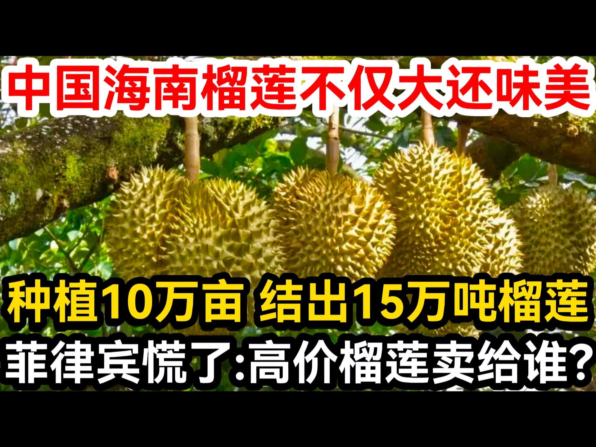 中国海南榴莲不仅大还味美,种植10万亩 结出15万吨榴莲.菲律宾慌了:高价榴莲卖给谁?哔哩哔哩bilibili