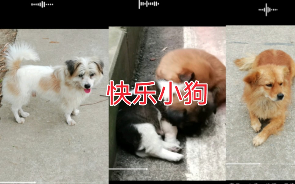 快乐小狗狗哔哩哔哩bilibili