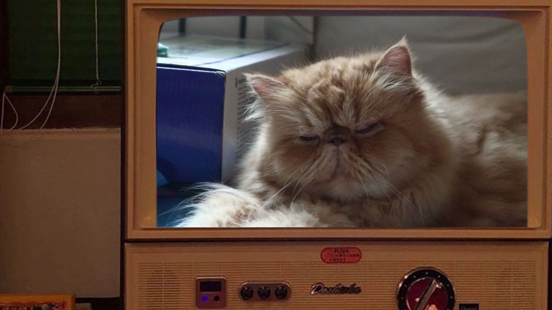 【不醒wo唠个】|家有米苏,堪有一宝|猫咪厌世脸