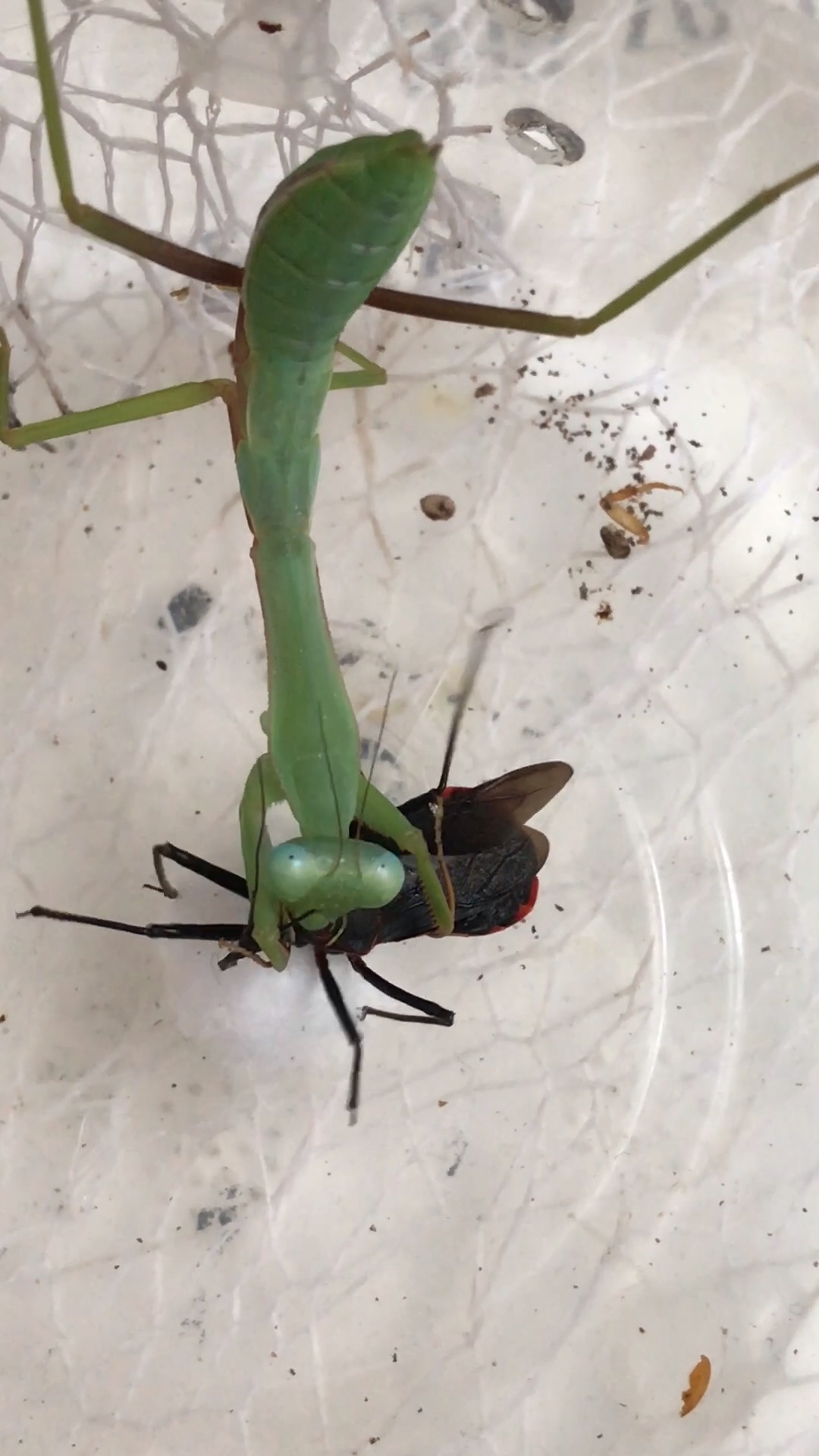 墨盖拉菱背螳捕食云斑历猎蝽