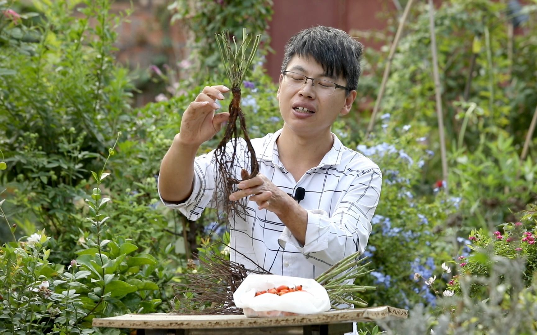 这种月季花砧木号称“人参根”,其实是用蔷薇种子播种出来的哔哩哔哩bilibili