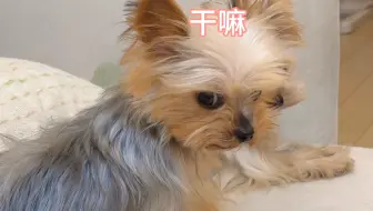 邪恶小鼻嘎的生成只需要一次刷牙