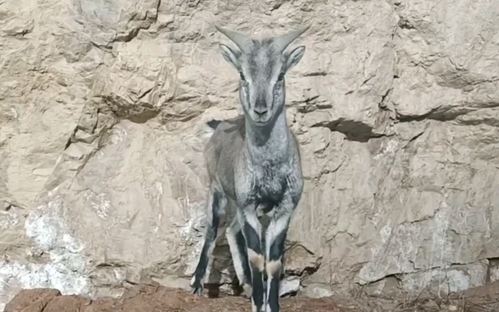 高原上的小岩羊,太可爱了