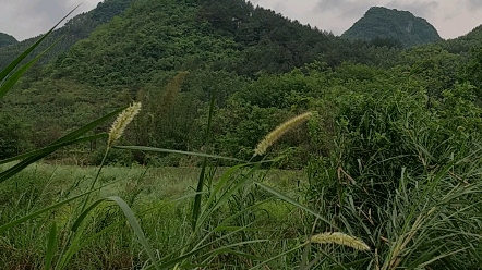 [图]微风吹过，聆听大自然的声音