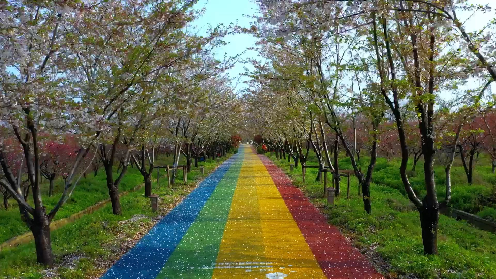 七彩樱花大道(iphone11和mavic2pro拍摄)