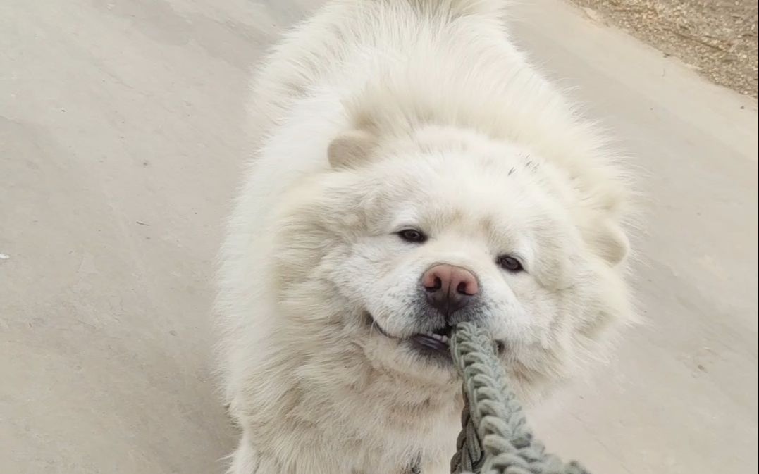 比利牛斯山犬,出门前热身运动之一:拔河.PS:给孩子找对象哔哩哔哩bilibili