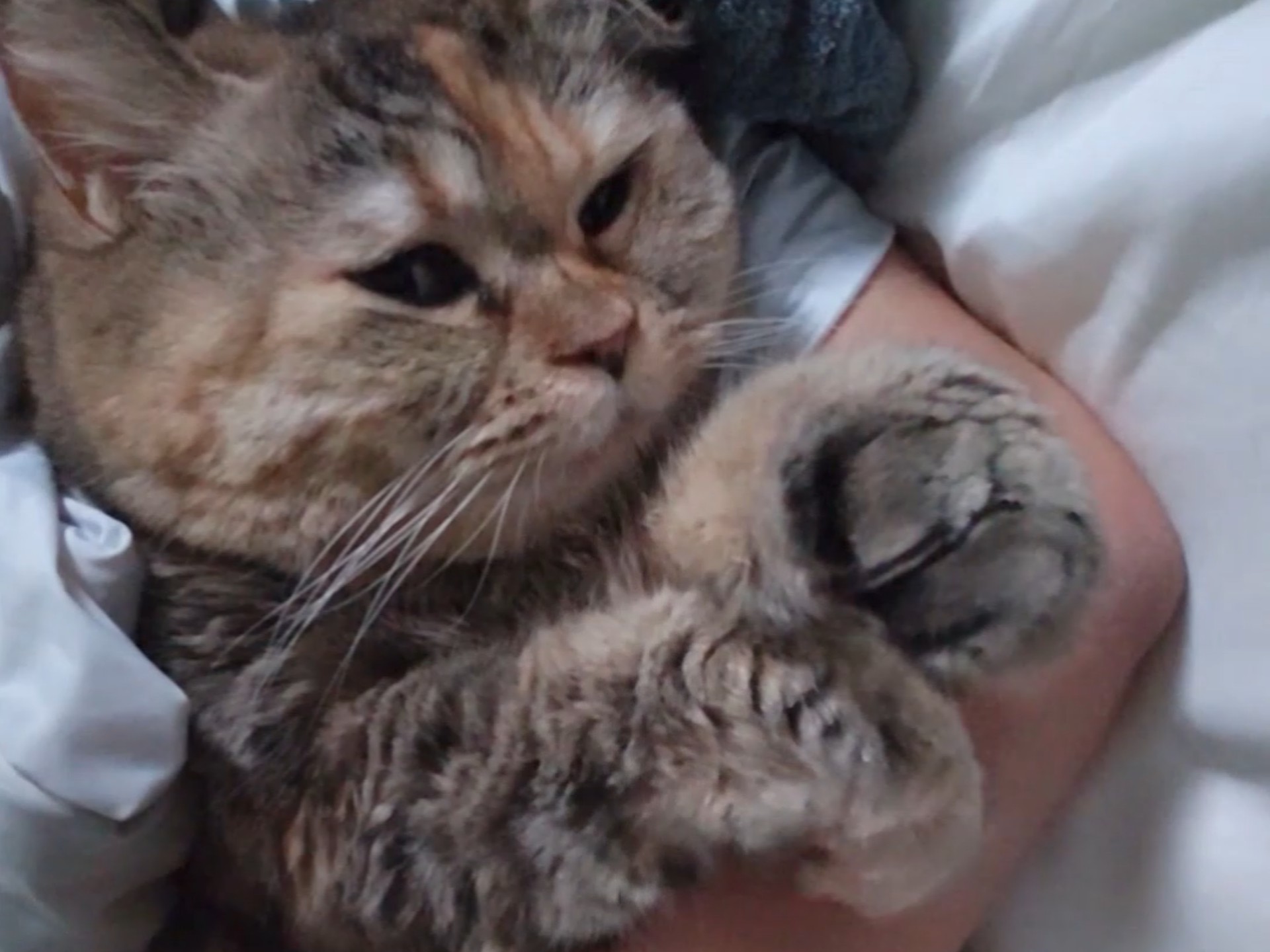 这令猫窒息的爱