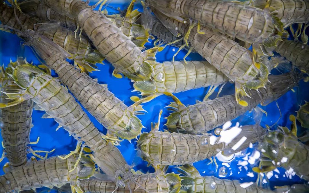 虾蛄---郭鹏制作