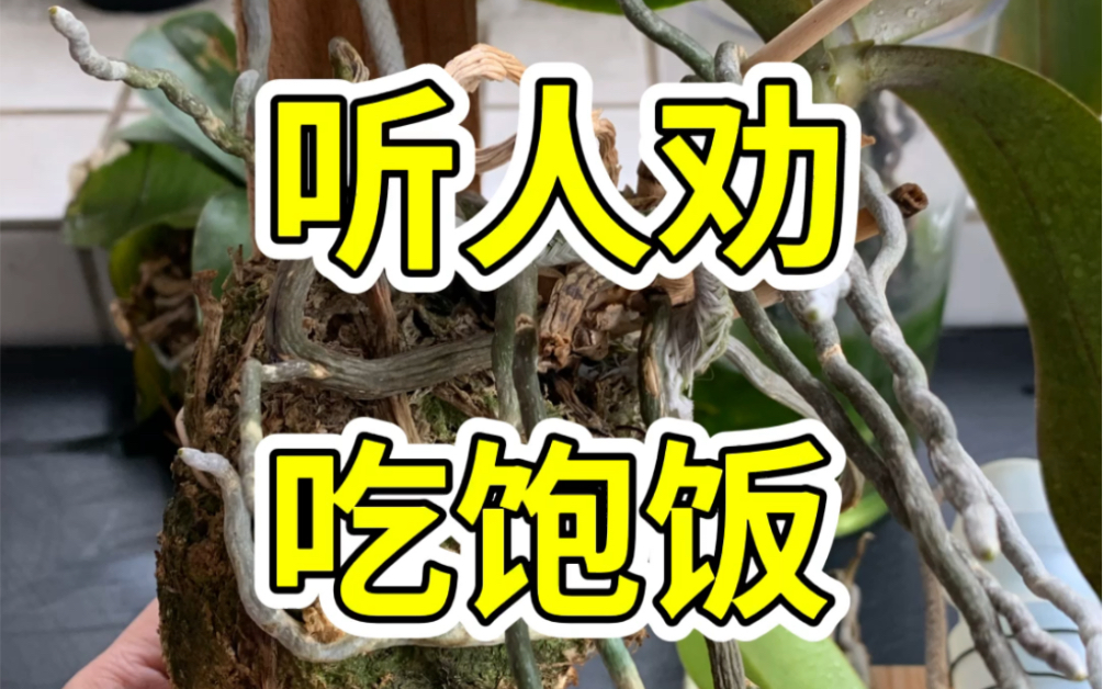 听人劝吃饱饭图片