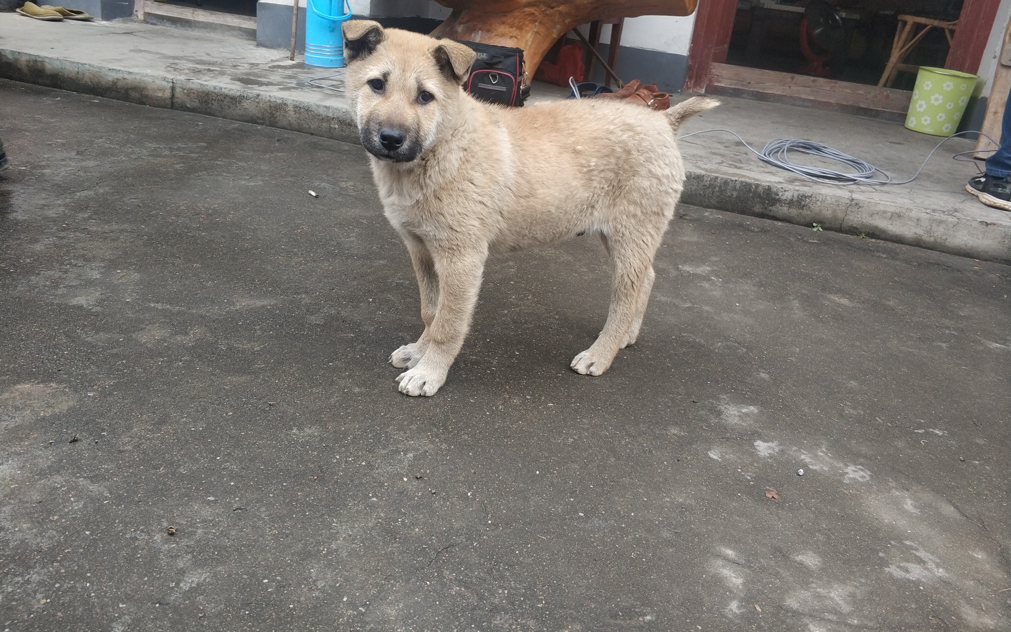 短尾巴的小狗崽,像只鹿