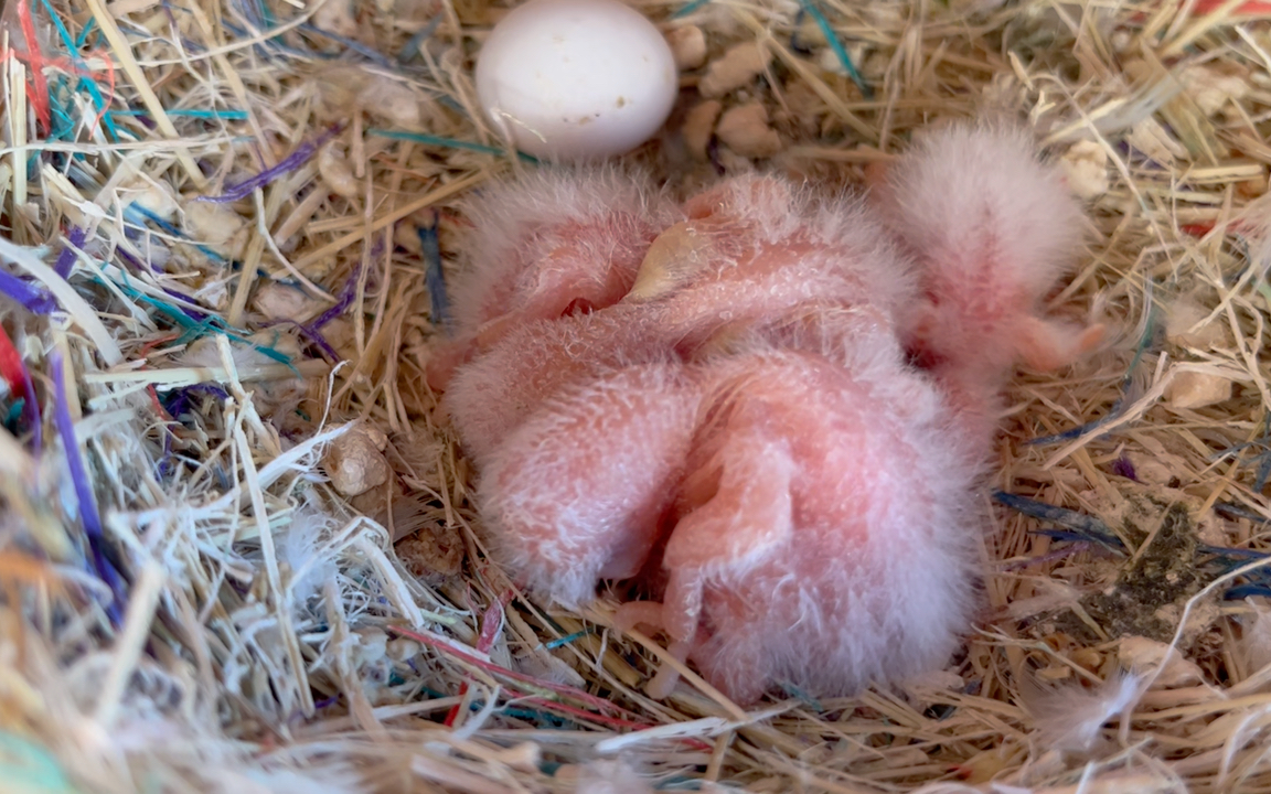 牡丹鹦鹉宝宝在窝里干嘛呀