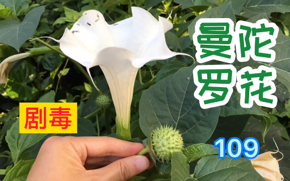 曼陀罗花,听说有剧毒能让人产生幻觉!哔哩哔哩bilibili