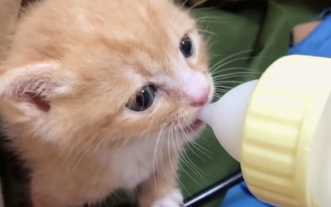 这小奶猫喝奶也太治愈了吧