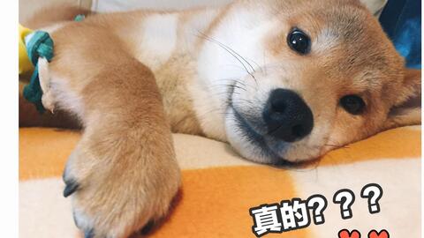 爱演戏的柴双双 爆笑哑剧 柴哥得了老花眼 哔哩哔哩