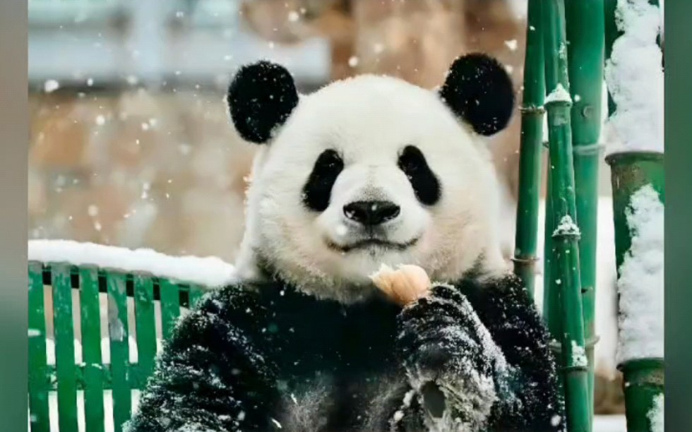 【大熊猫萌兰】人间最美熊的杰出作品-最标致的么么儿