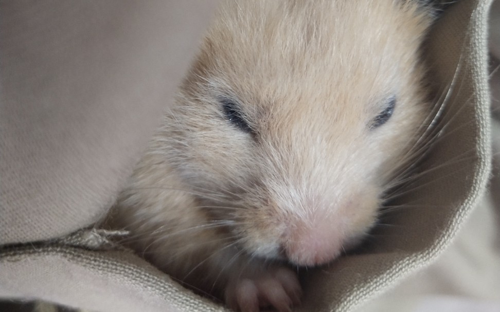 仓猪暴风吸入!_哔哩哔哩 (゜-゜)つロ 干杯~-bilibili