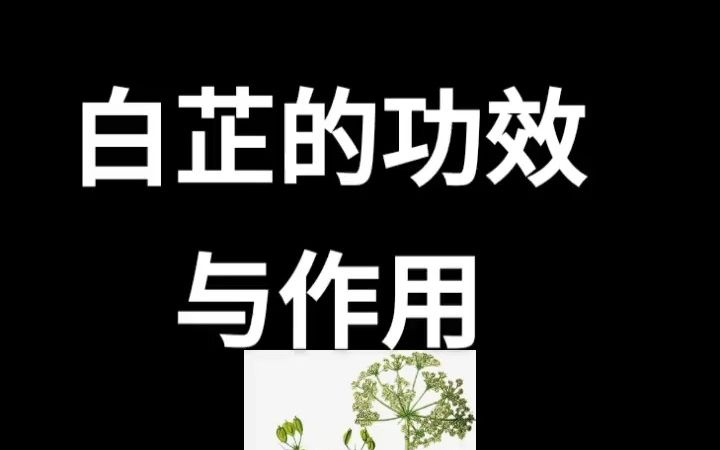 白芷的功效与作用哔哩哔哩bilibili