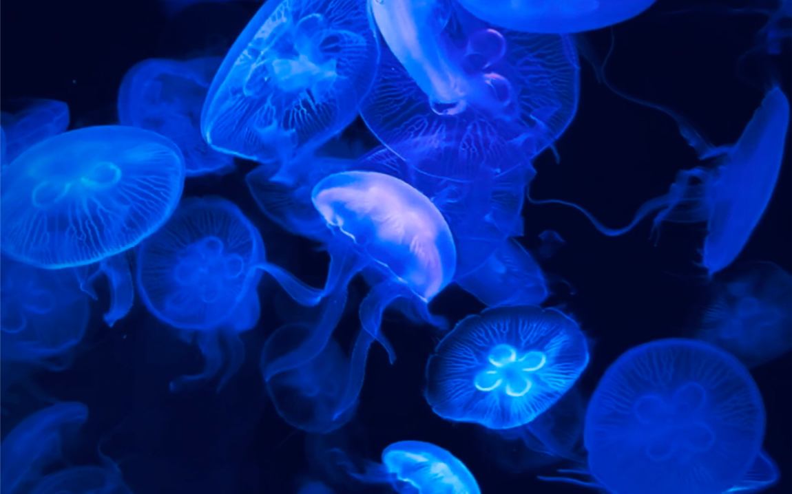 海洋馆|海月水母,澳洲斑点水母,赤月水母,黑星海刺水母
