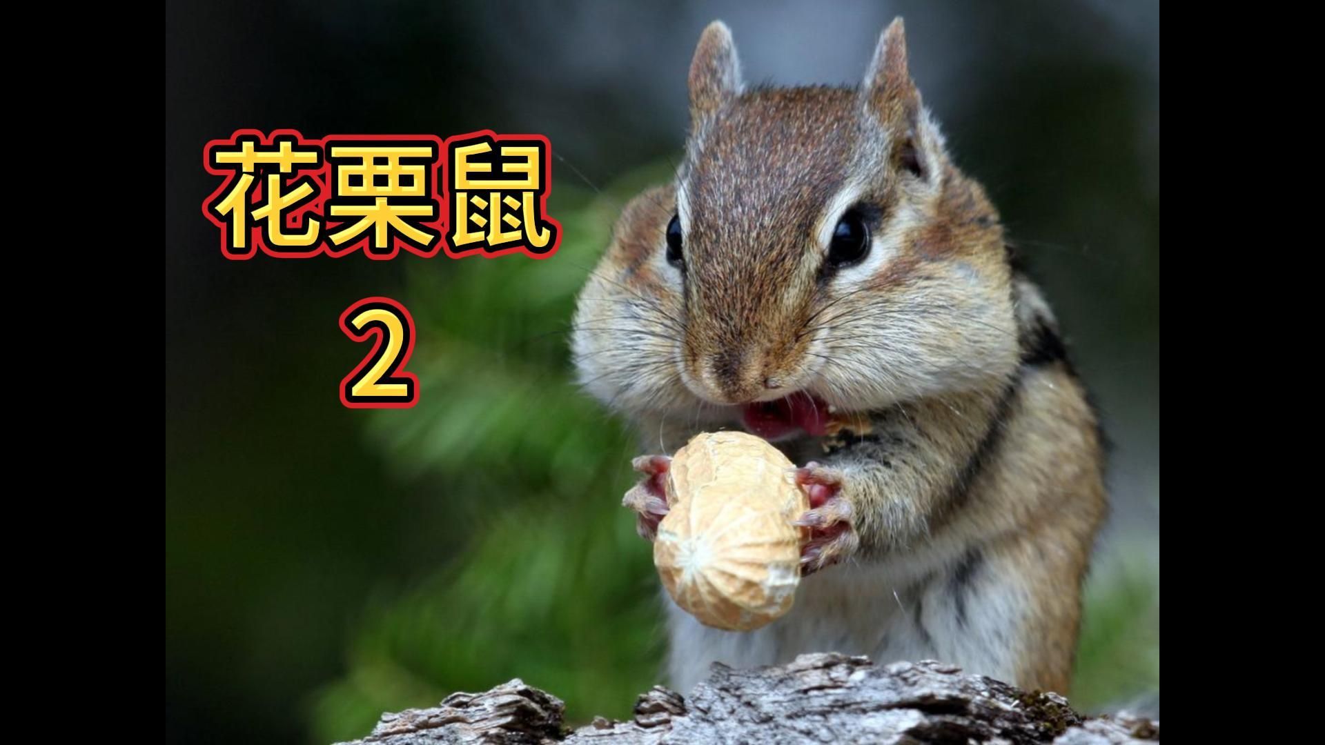 小花栗鼠成功复仇,夺回了自己的橡果