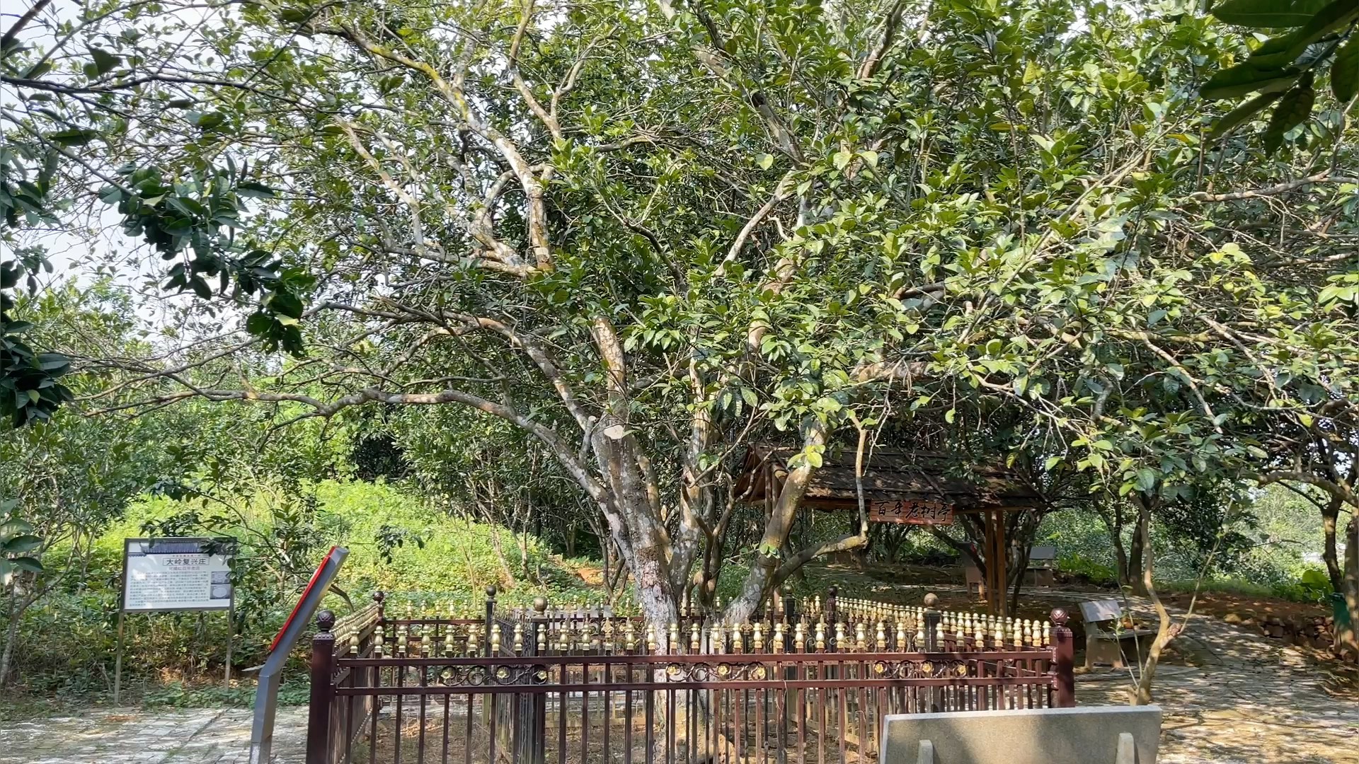 广东百年化橘红老树,来历不简单被重点保护,牛不牛你说了算