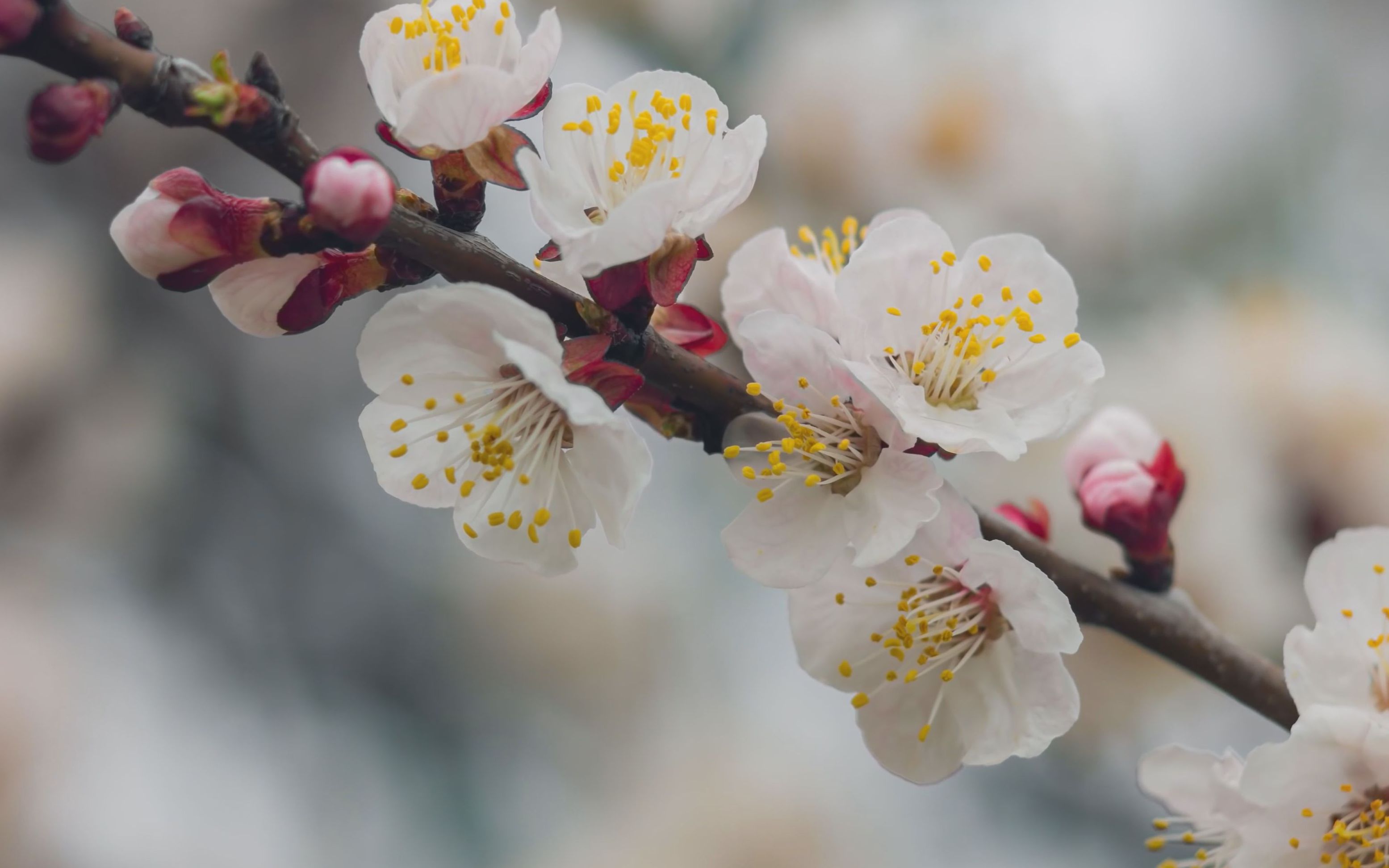 4k 杏树开花