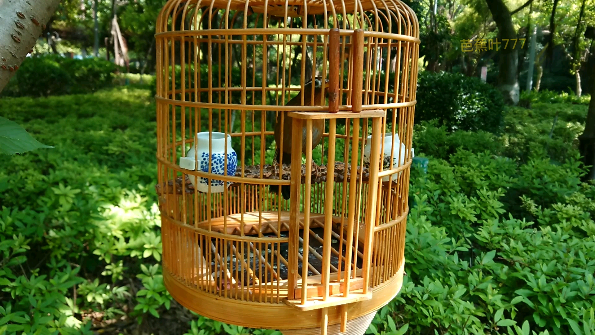 精品画眉鸟鸣叫实拍欣赏