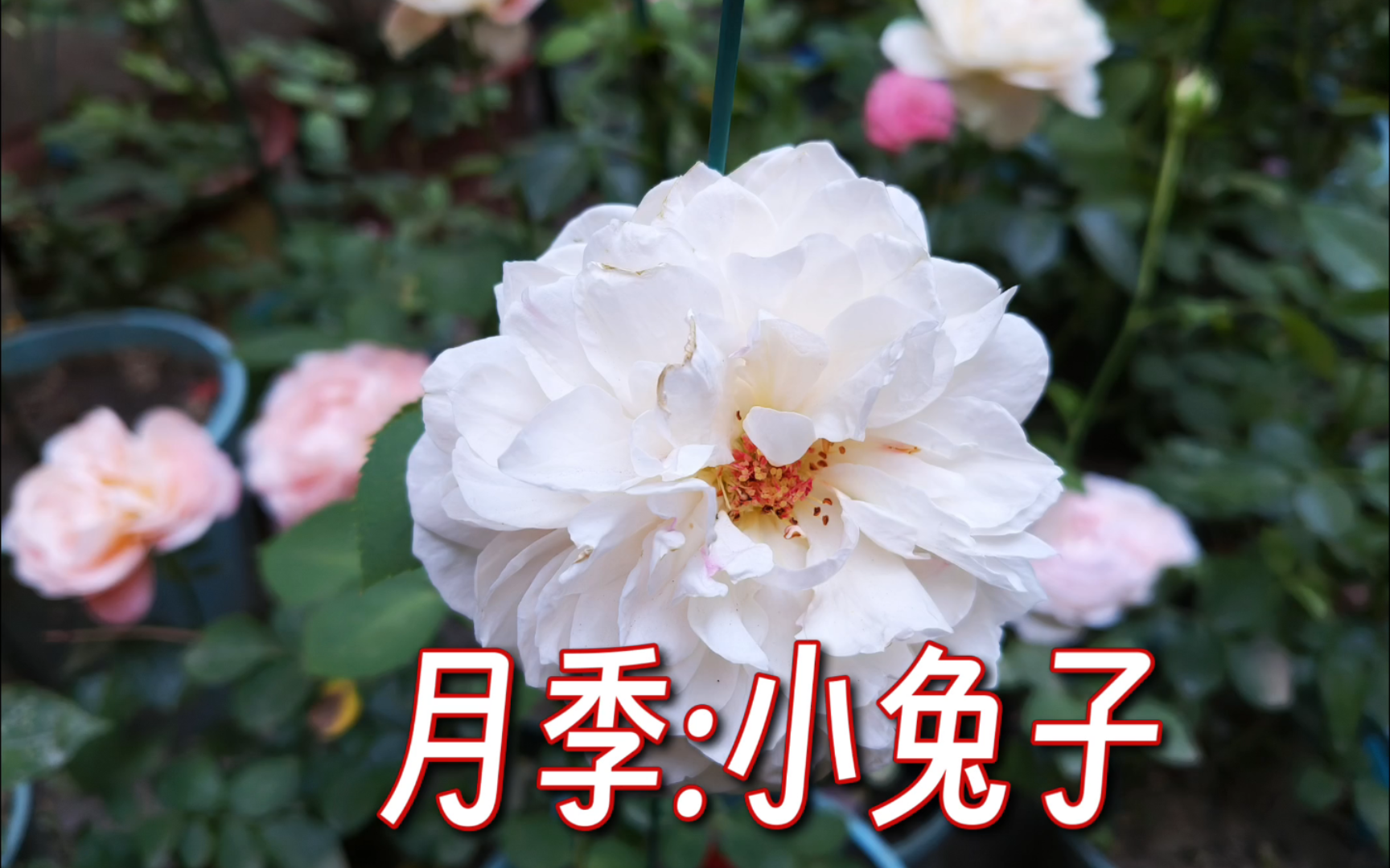 【月季:小兔子】花朵颜色为复色而多为奶油白色,花朵刚开的时候就像只