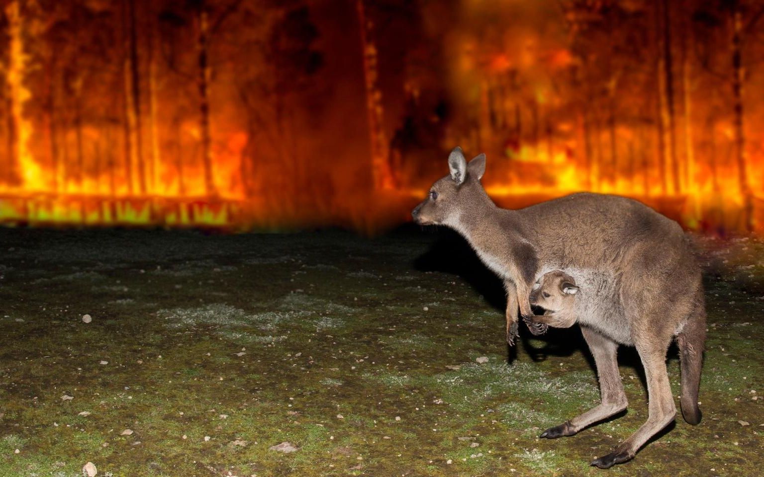 pbs.动物救援:澳大利亚丛林大火.2020[片头][高清][英字]