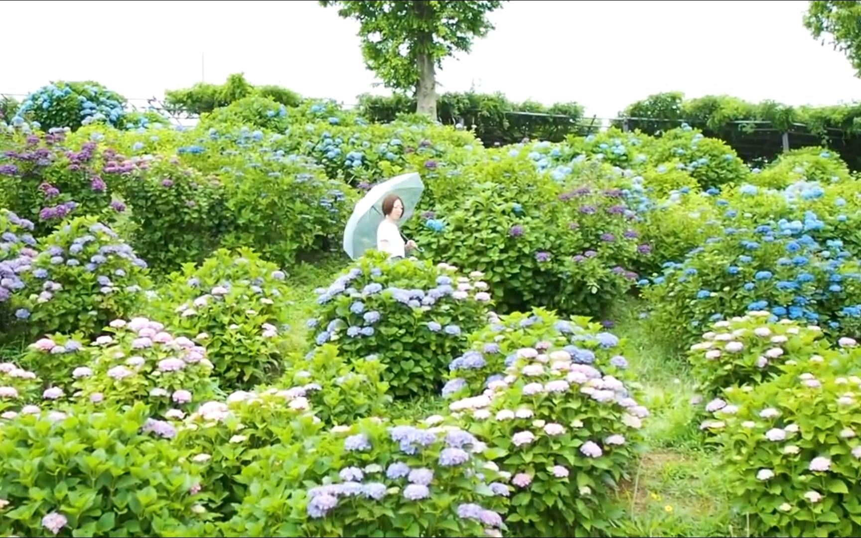 [图]「かざはやの里」を散策♪ 紫陽花5