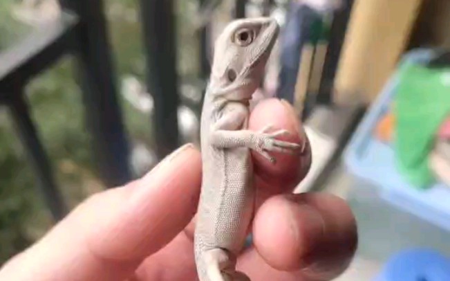 可爱的超白鬃狮蜥苗子