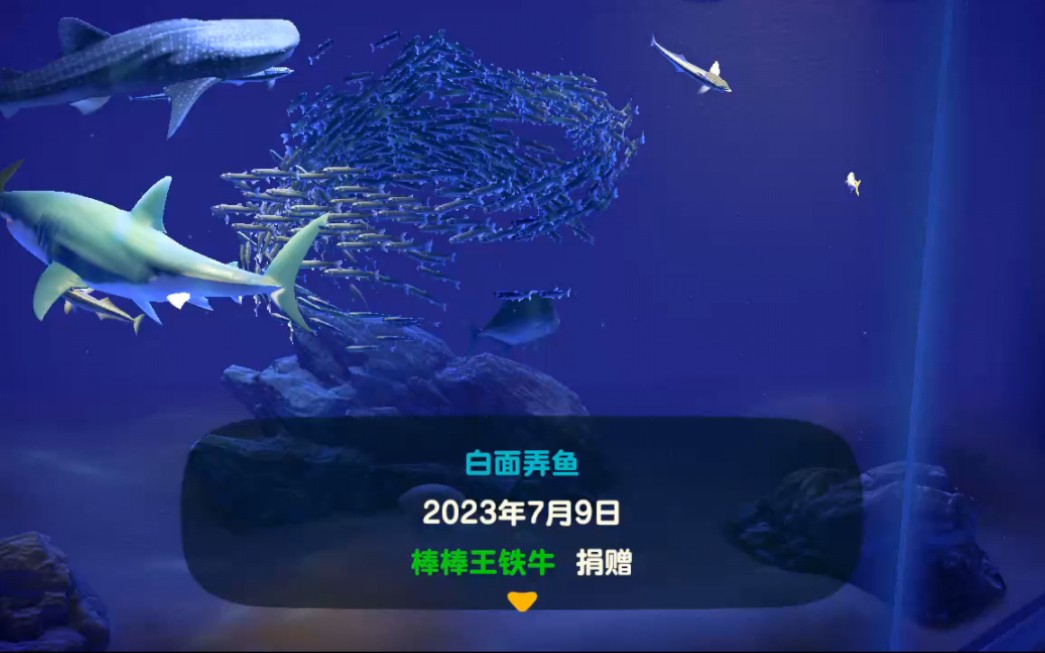 动森稀有海洋生物图片