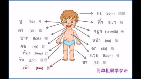壮语 身体部位 器官 哔哩哔哩 Bilibili