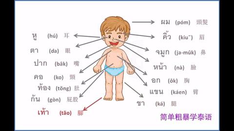 泰文 身体部位名称 初级泰语 黑马丸出品 哔哩哔哩