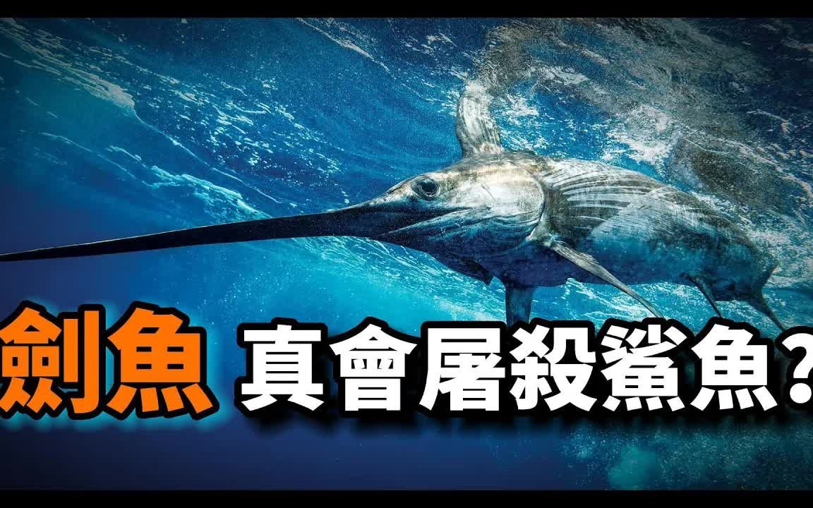 剑鱼之谜:它真的会杀死鲨鱼吗?为何会有橙色的剑鱼?一条有故事的鱼!哔哩哔哩bilibili