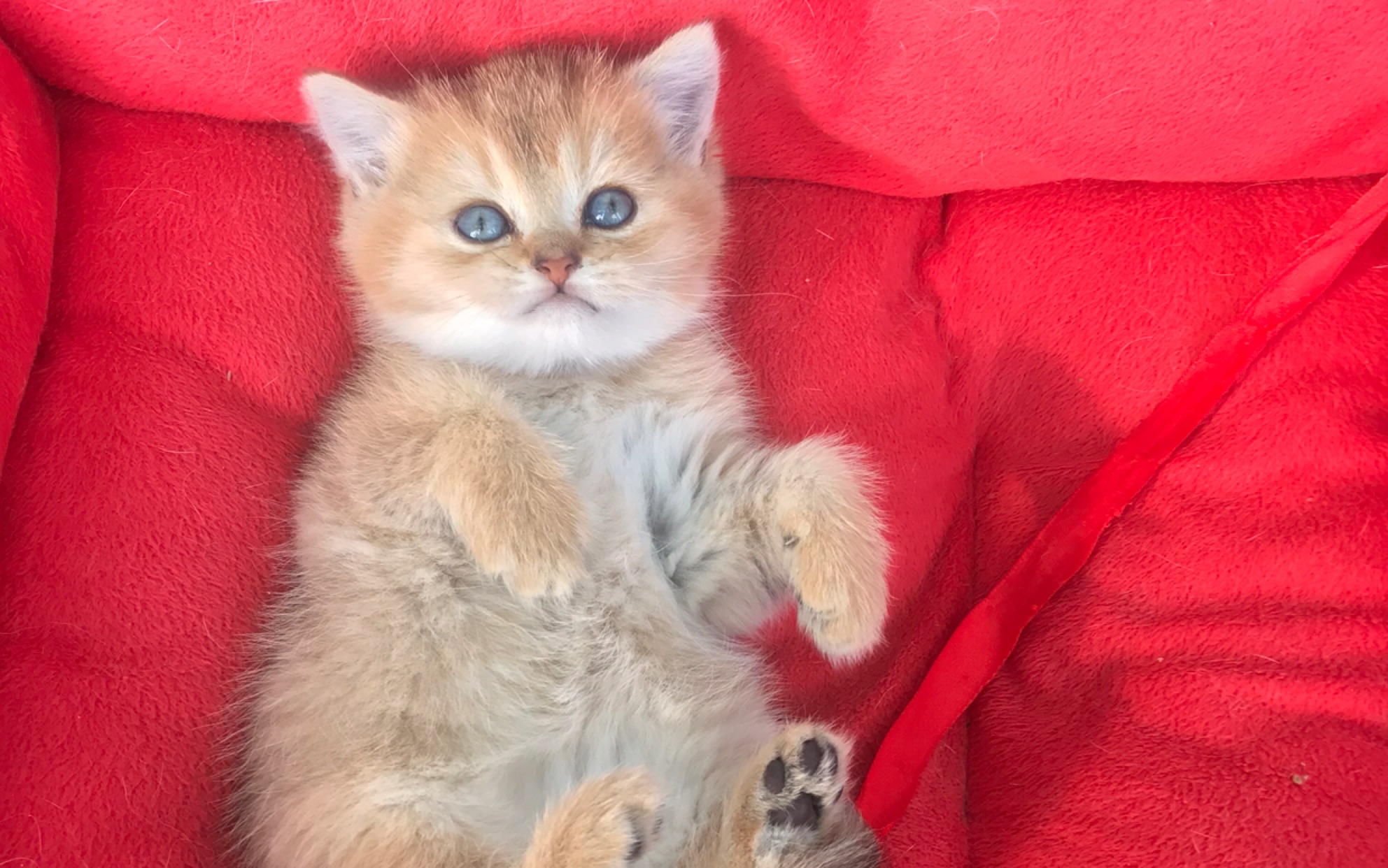 可爱的猫咪 小金豆子 撒娇打滚一把好手_哔哩哔哩_bilibili