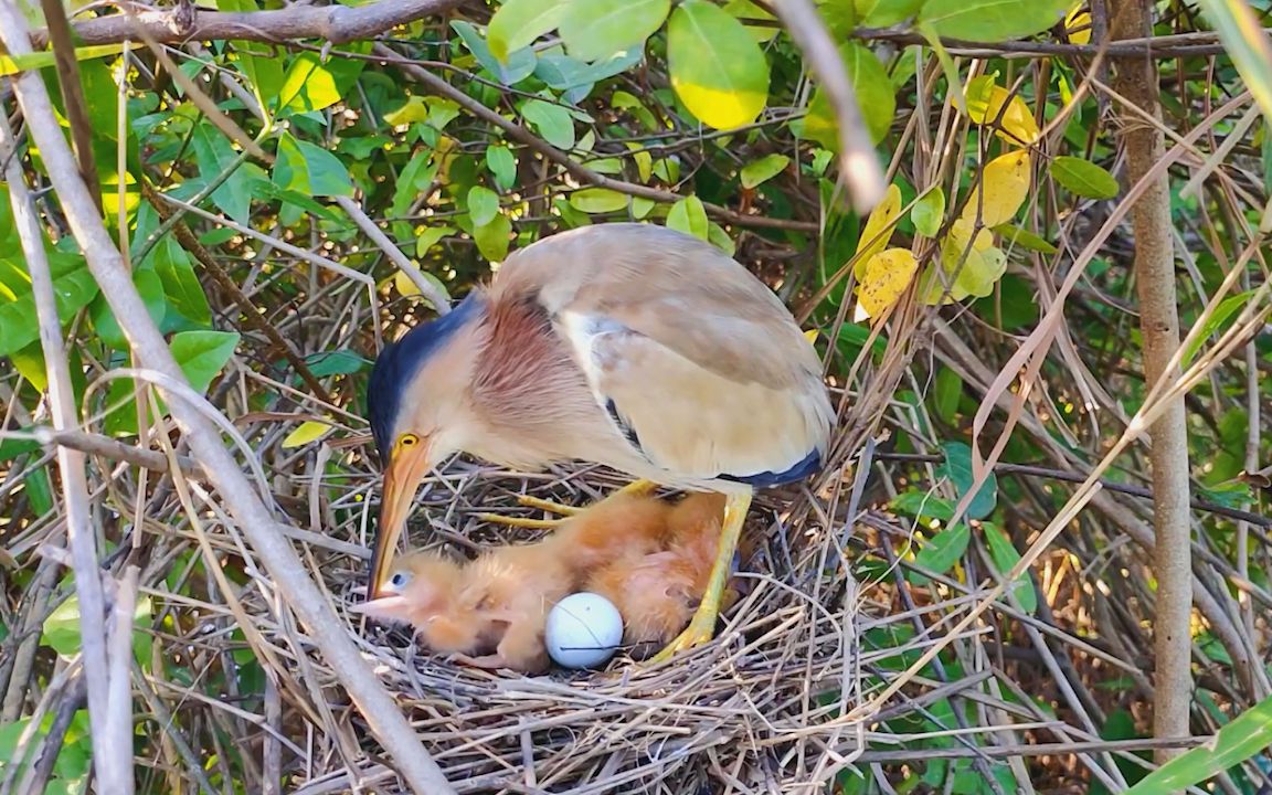 黄苇鳽育雏:鸟妈没再给食物,急得幼鸟不停咬妈妈嘴