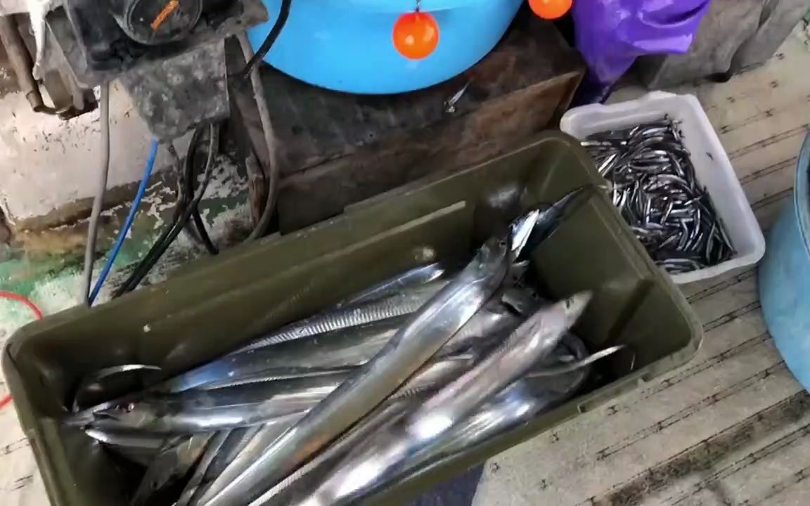 活动作品延绳钓带鱼渔获上不停