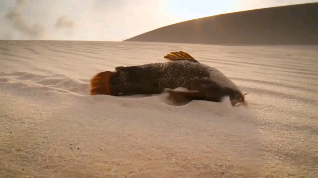 甲鲶 沙漠中匍匐前进的咸鱼