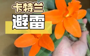 Download Video: 【卡特兰】开箱+避雷，平等曝光每一个垃圾卖家