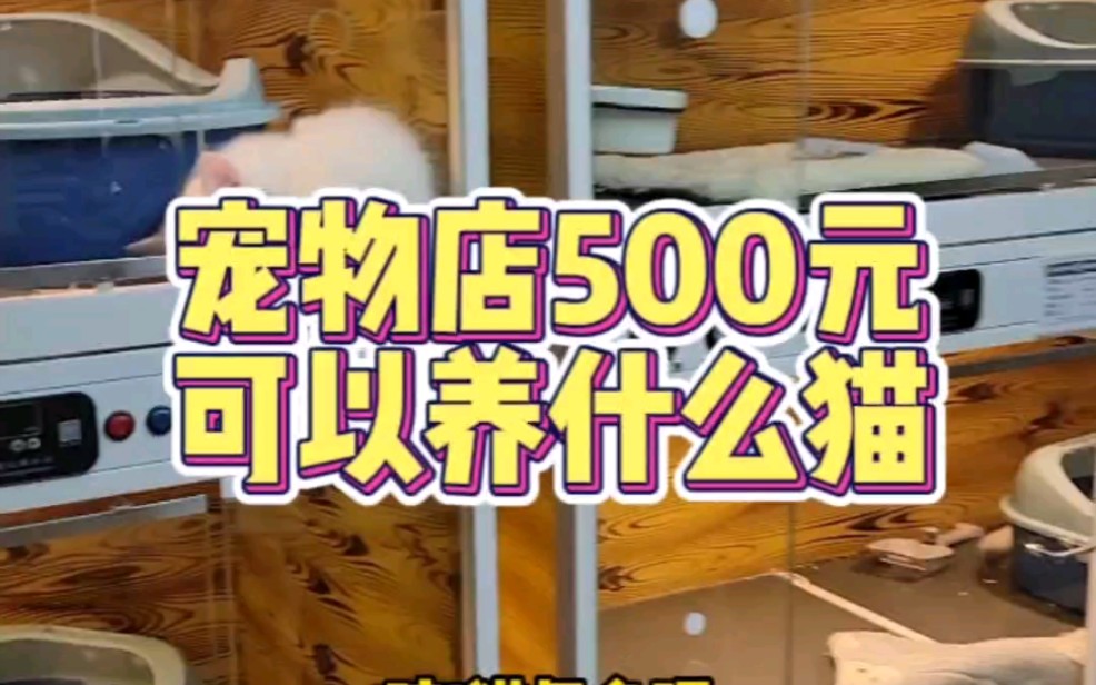 预算500可以养什么品种的猫咪?哔哩哔哩bilibili