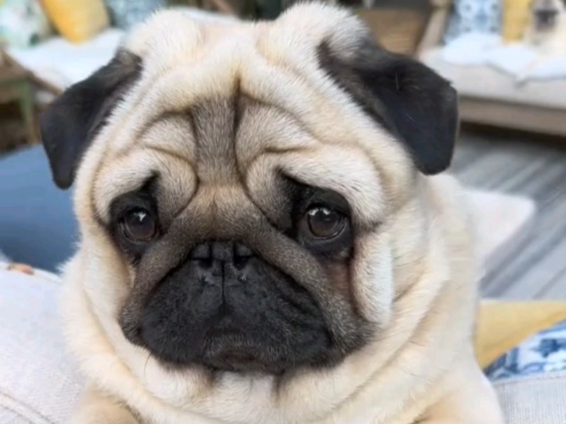 狗狗的无辜小眼神 让我心都融化了