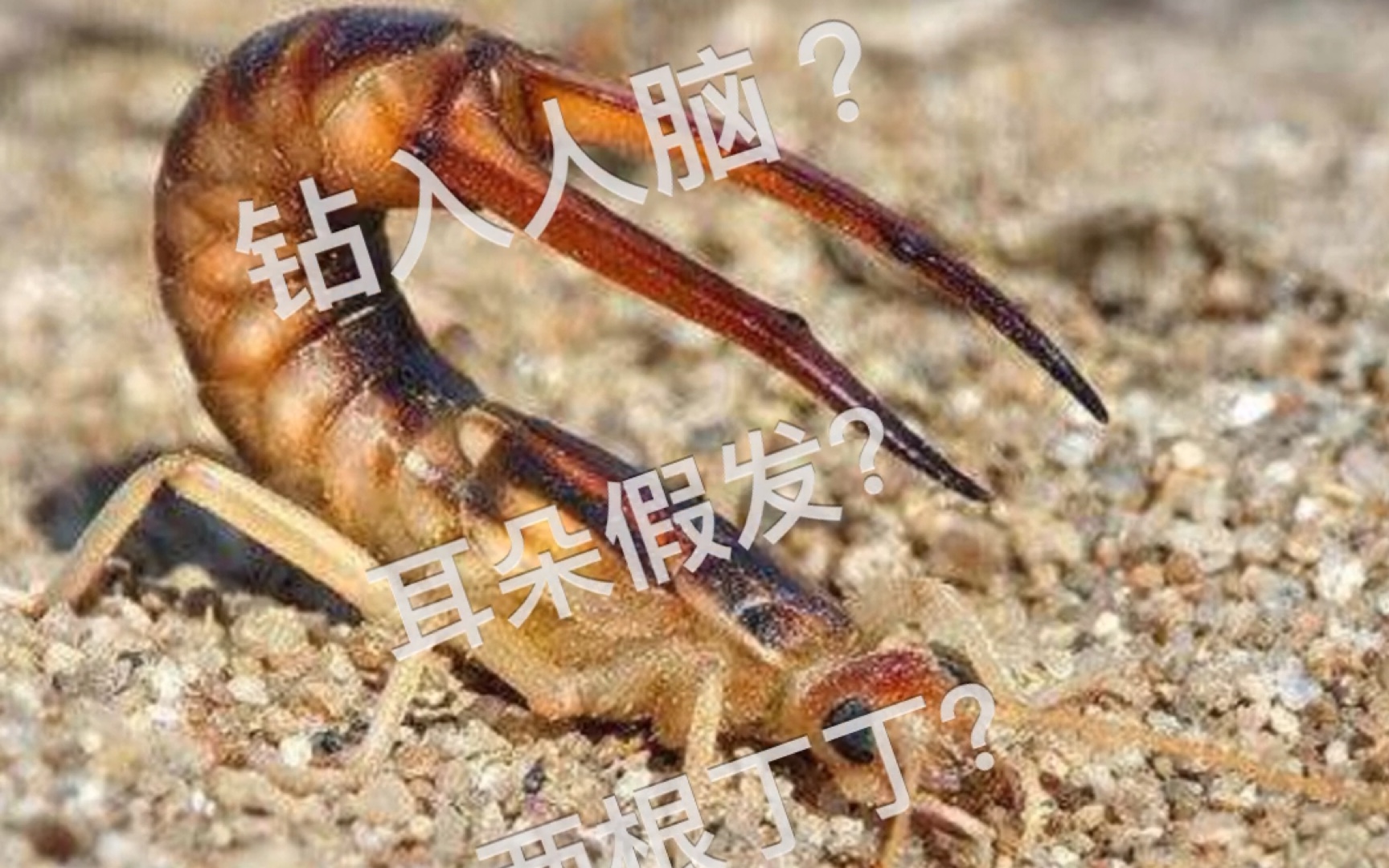 【百科知识大全】【辟谣系列】蠼螋(耳夹子虫)