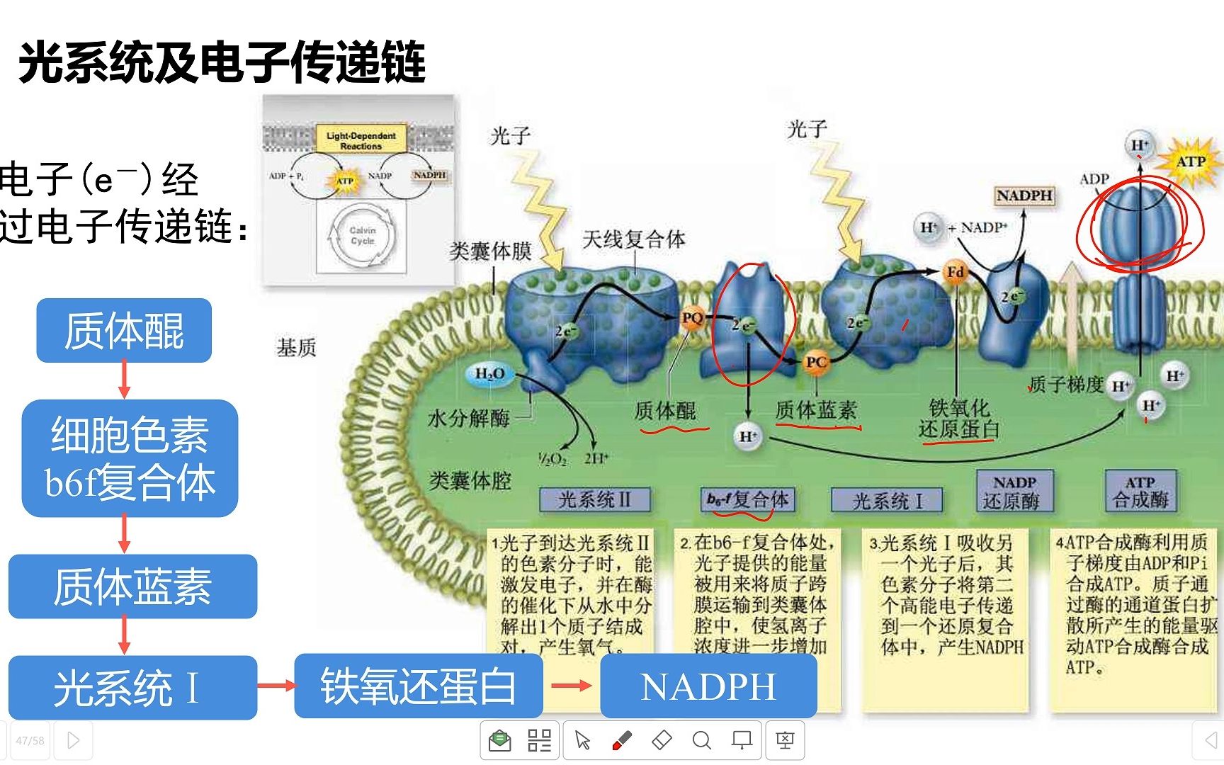 C4途径示意图图片