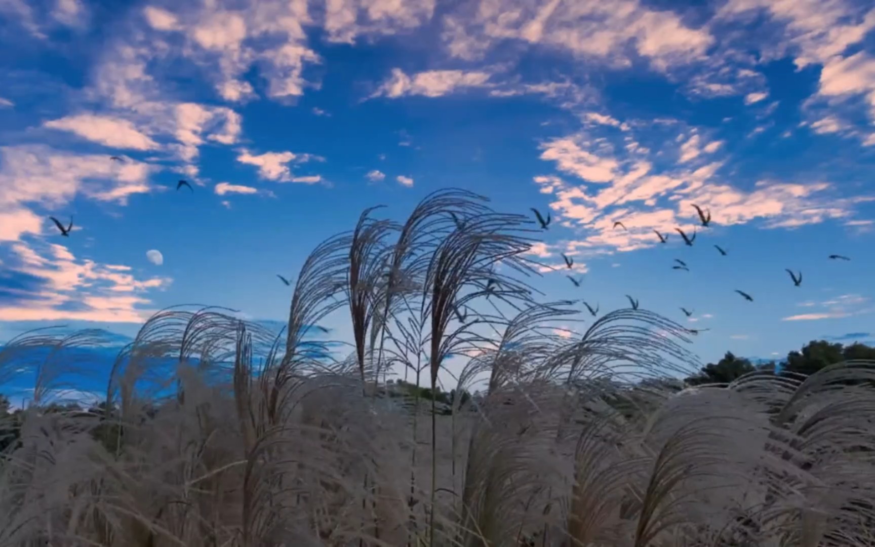 [图]荻芦秋歌风萧瑟，落日余晖醉夕阳