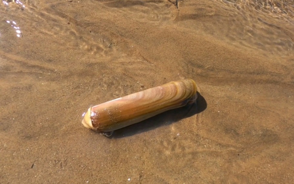 去海边赶海,沙滩里藏着很多蛏子王,呲起人来特别暴躁.