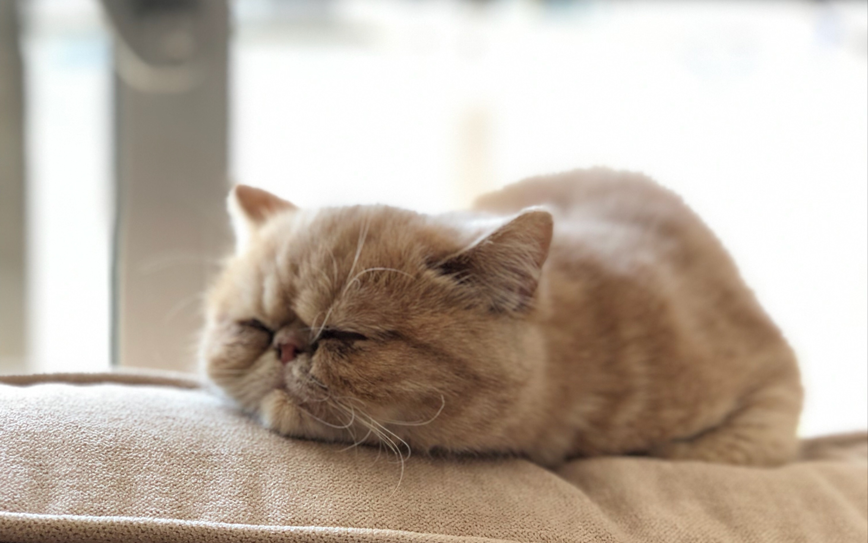 午后悠闲的三只橘.老娘在辛辛苦苦洗洗刷刷,都不知道来帮个忙!