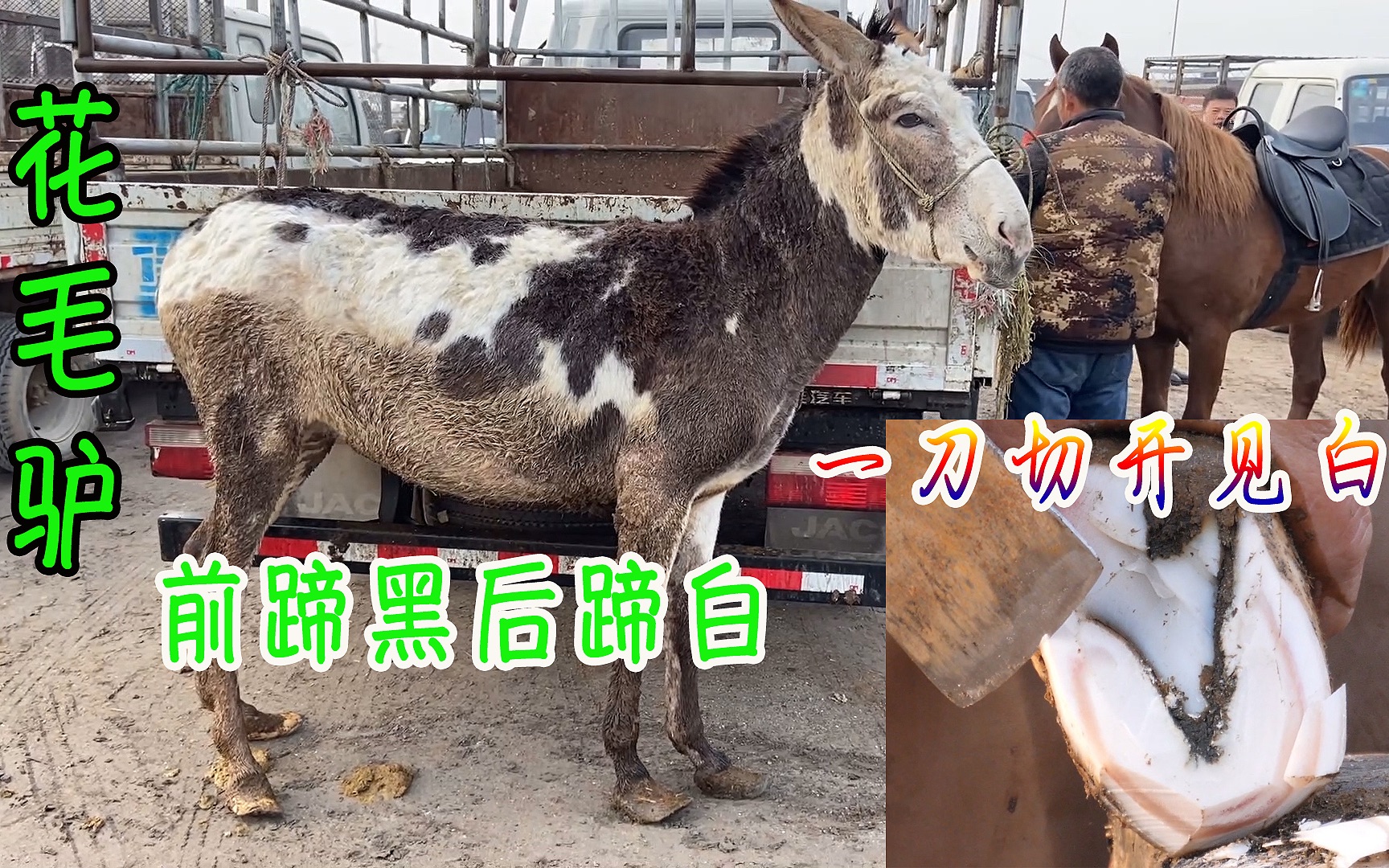 花毛驴前蹄黑后蹄白铲刀切裹蹄一刀见白驴子的解脱解压痛快