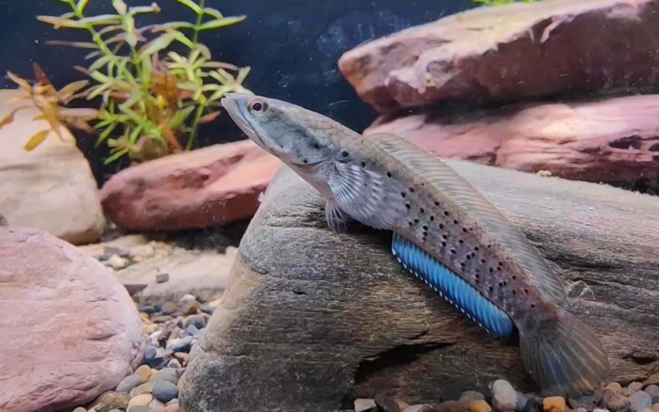 8cm的蓝宝石雷龙入缸第12天