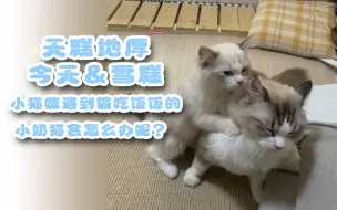 Download Video: 【天糕地厚】今天&雪糕 今天遇到偷吃饭饭的小奶猫会怎么样呢？小猫咪能有什么坏心思？